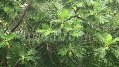 热带雨林中的倾盆大雨